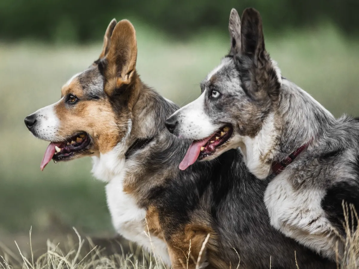 The Animal Medical Center of Fort Oglethorpe