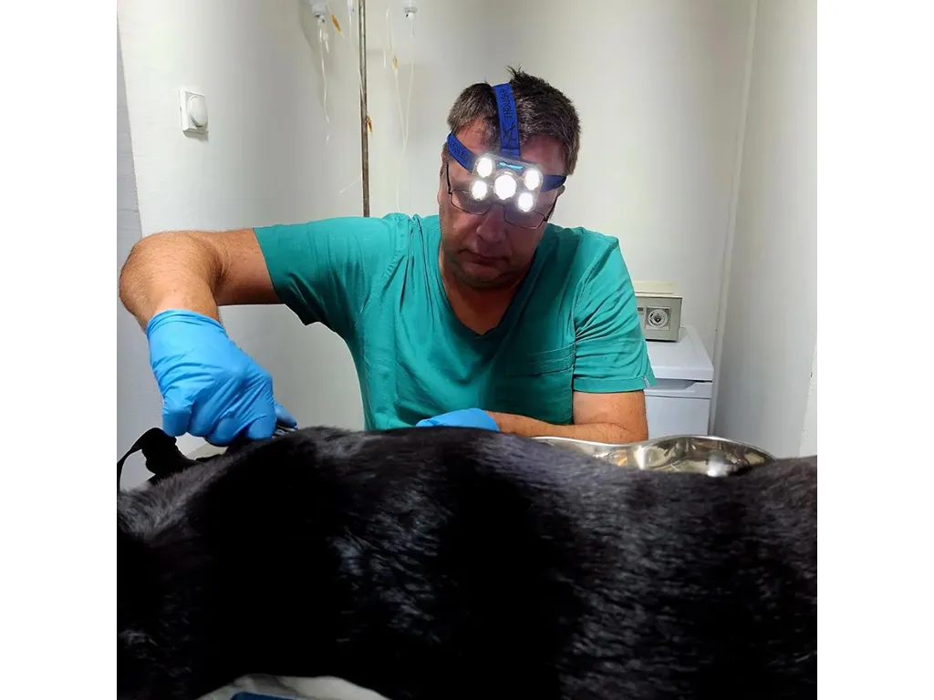 Shaynedoro Pet Beauty Salon