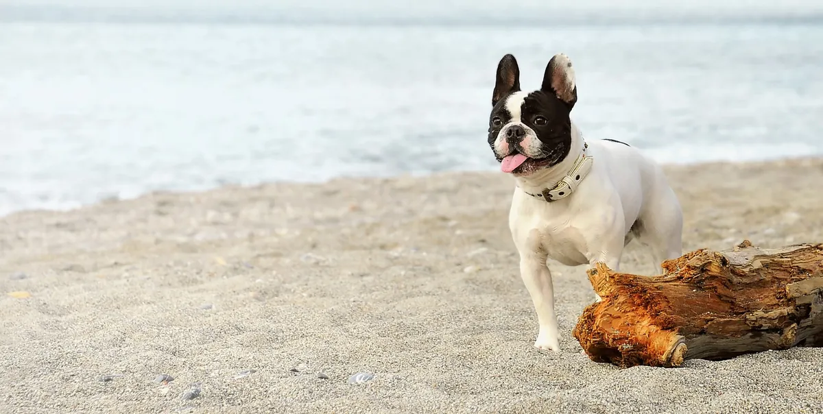 Montecito Veterinary Center