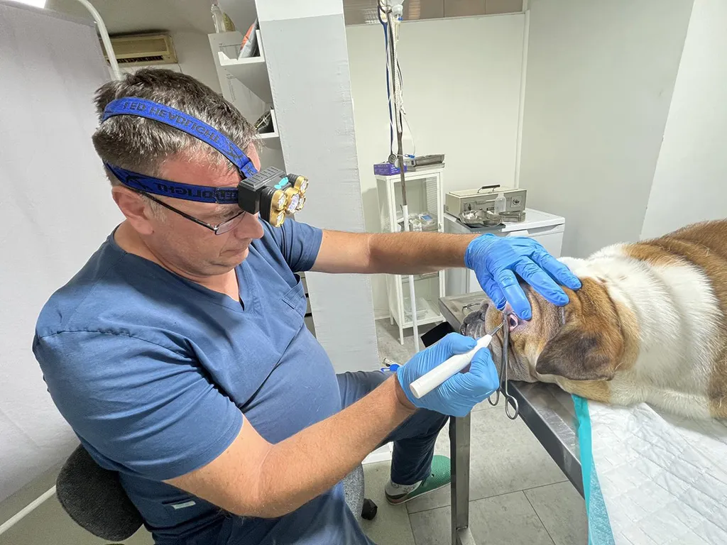 The Little Pet Salon