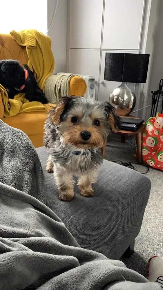 Athlone Veterinary Hospital