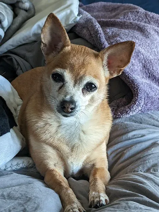 Lovet Pet Health Care - Roadrunner