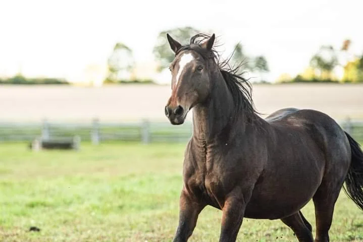 Hopewell Creek Stables