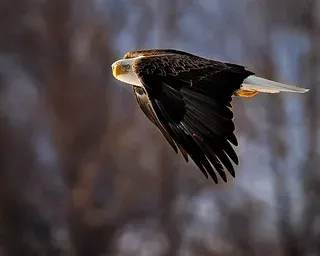 Animal Hospital of Eagle Glen