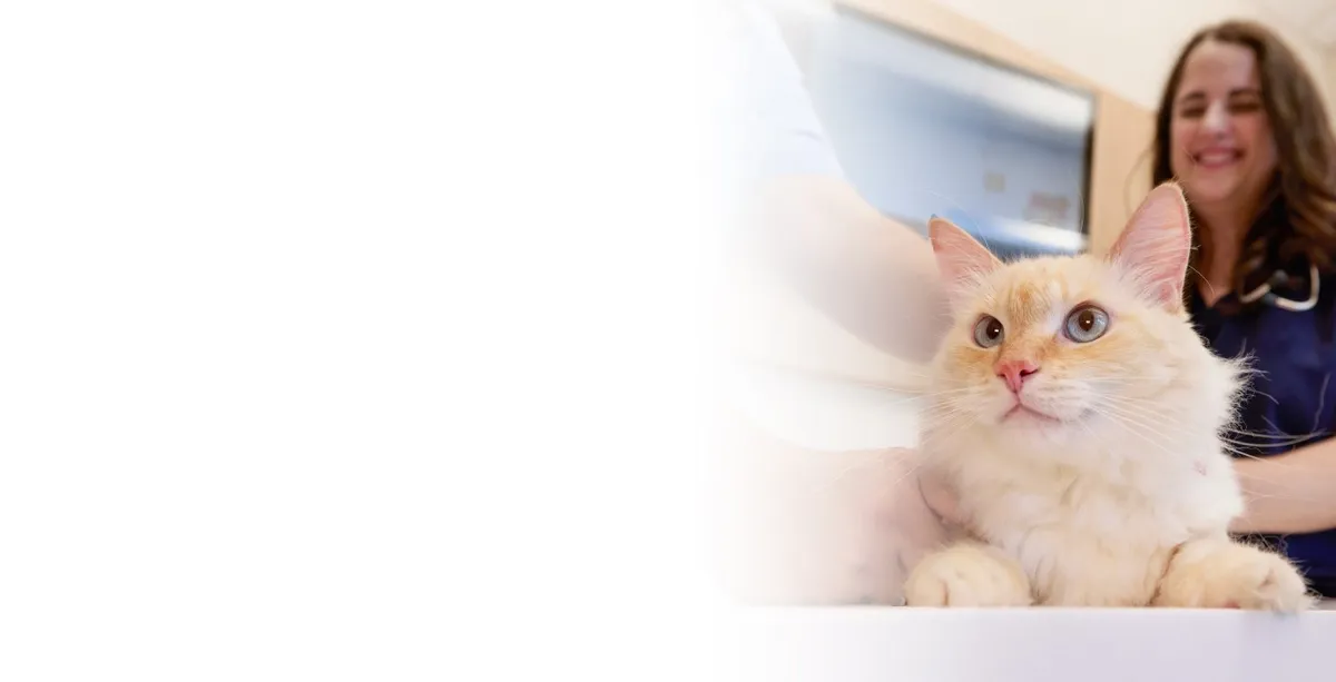 Chewy Vet Care Delray Beach