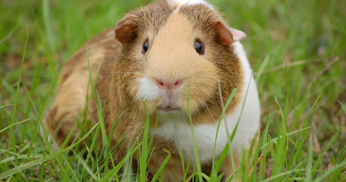 All Creatures Pet Hospital