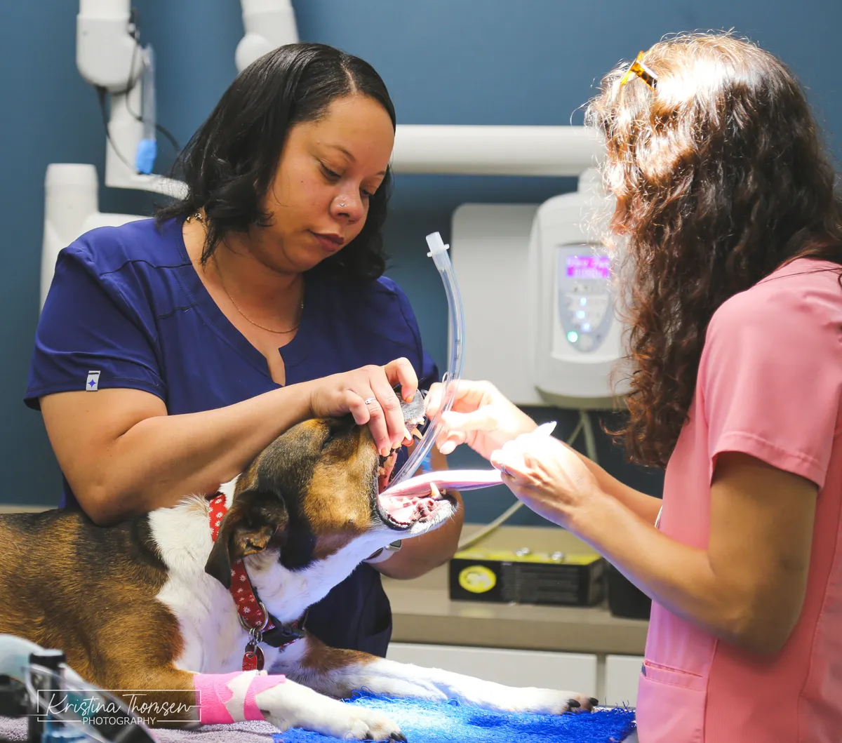 Companion Animal Hospital of Wakefield