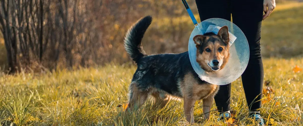 Bridgemill Animal Hospital