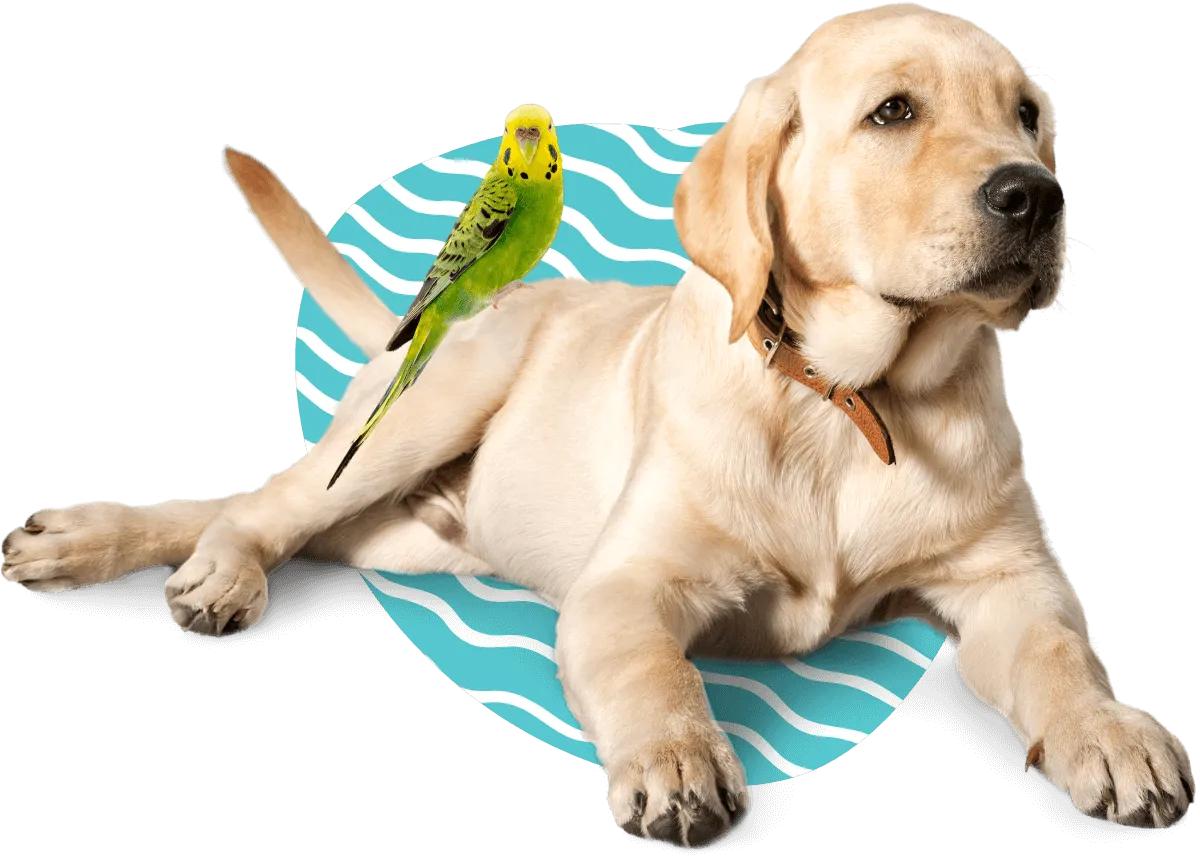 Sharon Center Veterinary Hospital