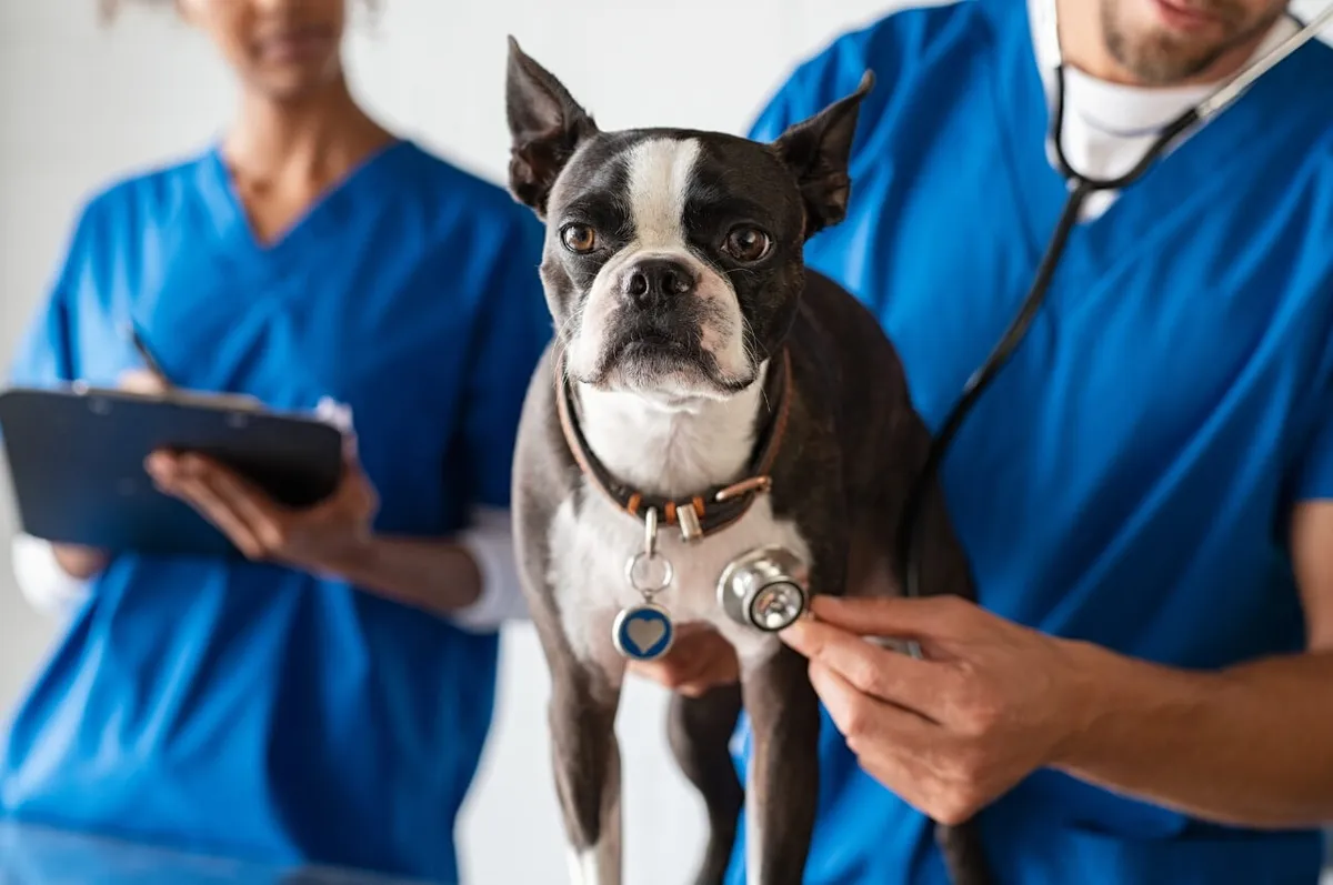 All Bird Clinic of the Palm Beaches