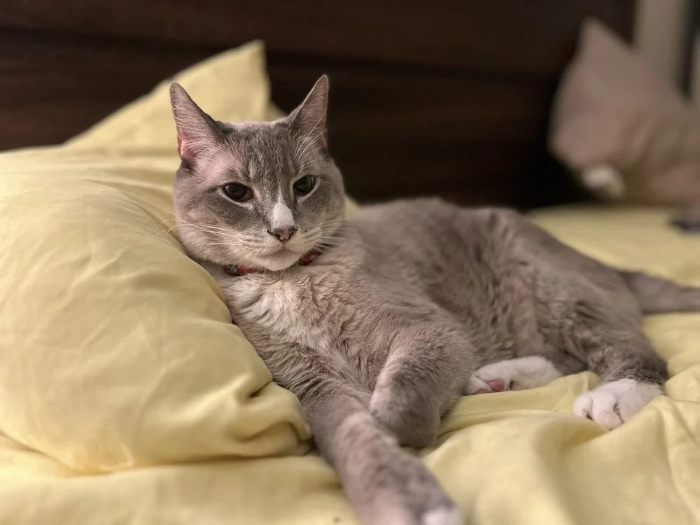 Rebecca Walton - CodaPet