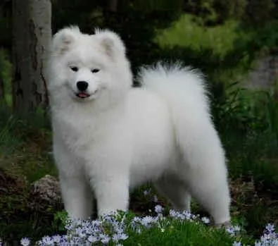 Pet Envy Grooming & Boutique