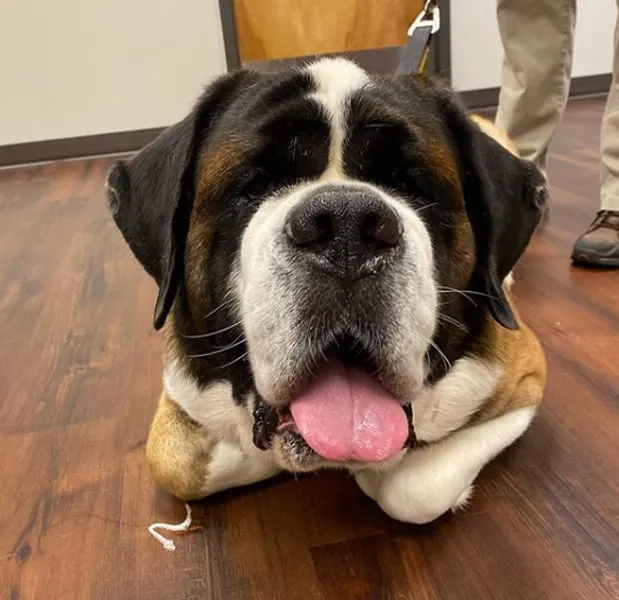 Shiloh Animal Hospital