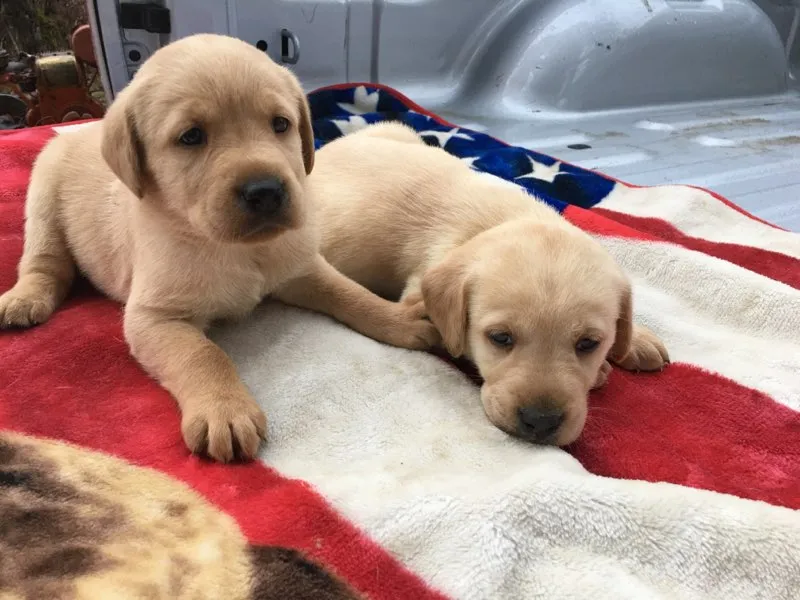 Anchor Mel Yellow Labradors