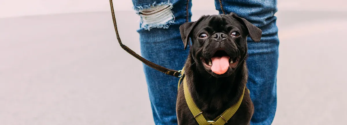 Caton Crossing Animal Hospital