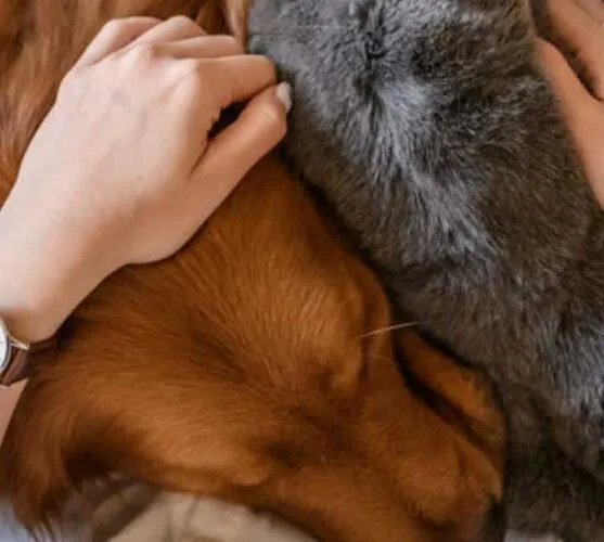 Shepherd Animal Hospital