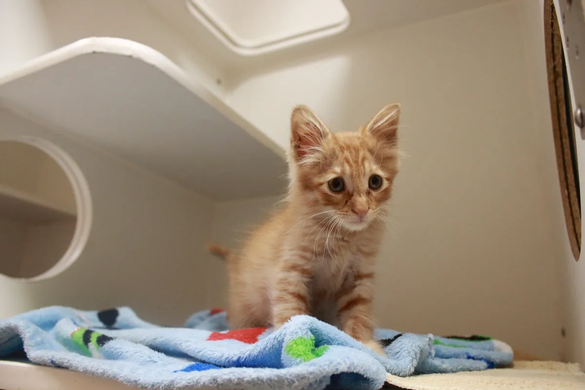 O'Connor Animal Hospital