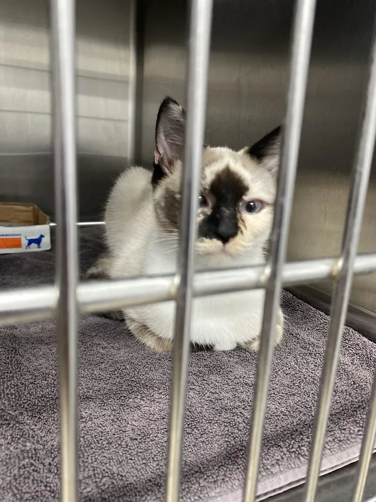 Pawfessional Sitters of Miami