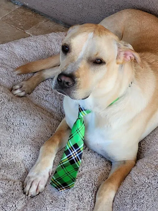 Dermatology for Animals - Gilbert