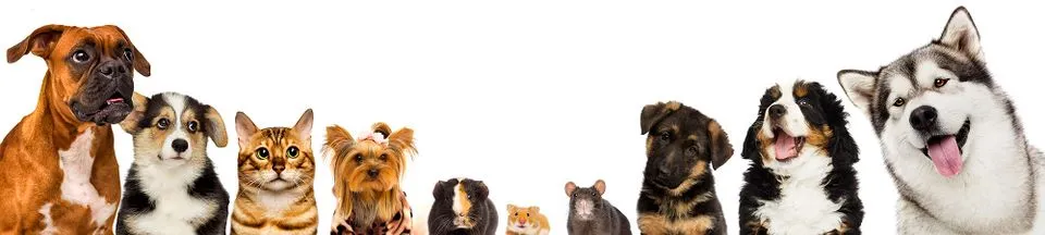 James River Animal Hospital