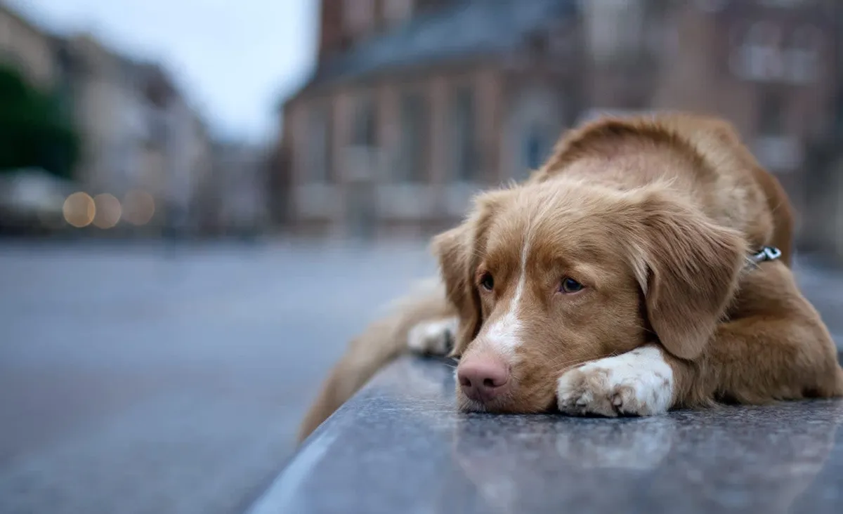 North Brookhaven Veterinary Hospital