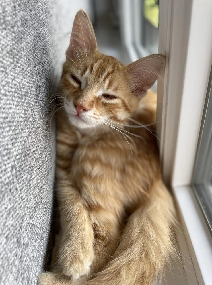 Worldwide Animal Travel