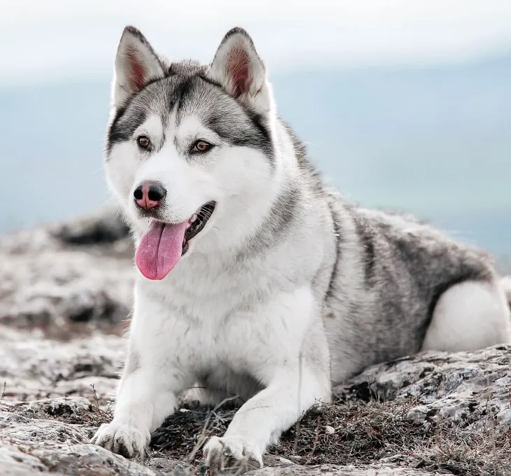Maury County Veterinary Hospital