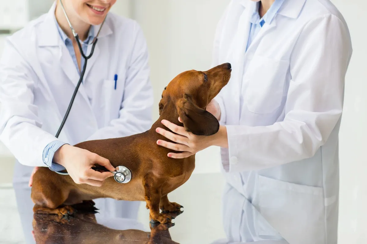 Veterinary Oncology Services