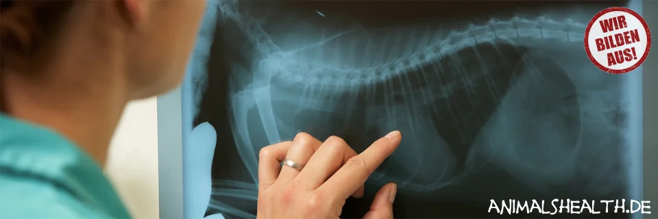 Florian Fellner Tierarztpraxis