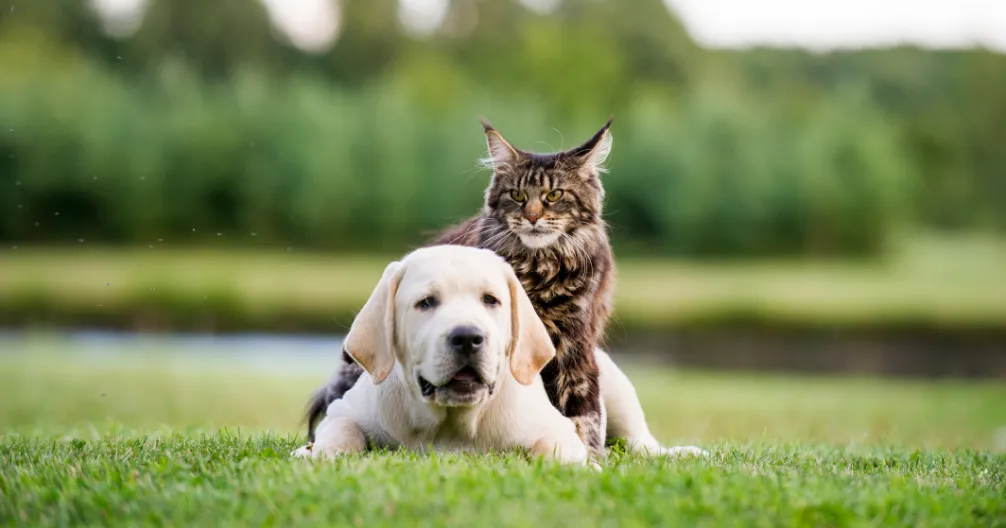 East Valley Pet Hospital