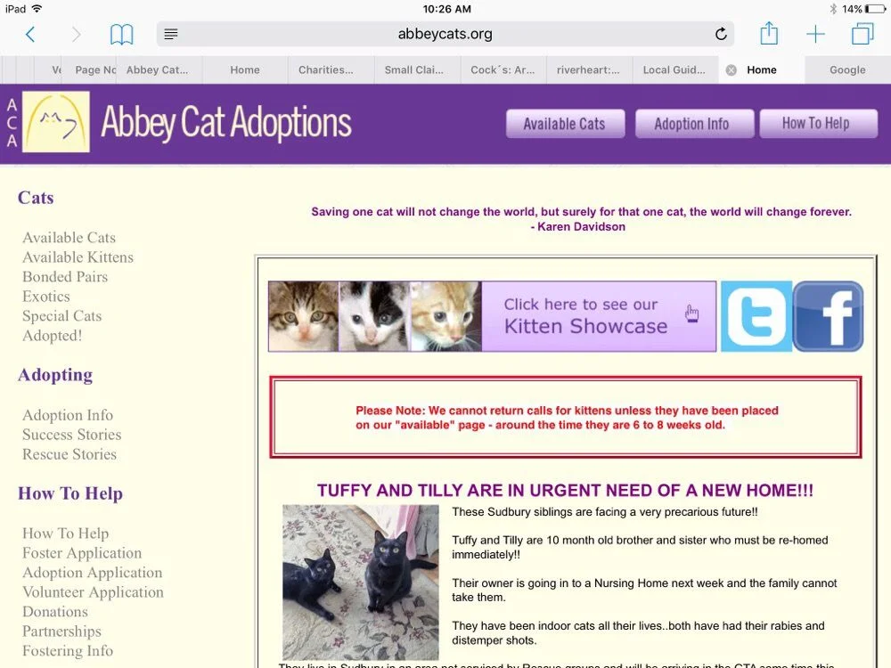 Abbey Cat Adoptions