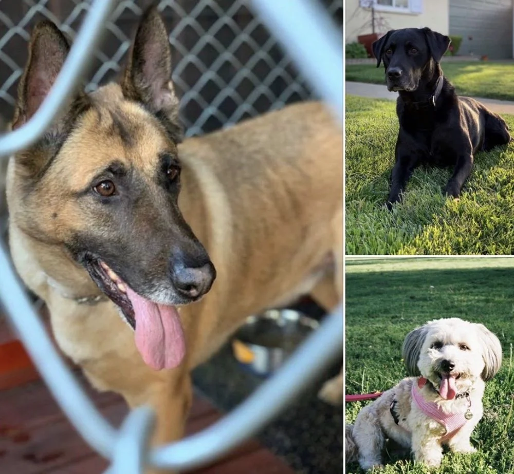 Muller Veterinary Hospital