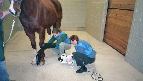 Kendall Road Equine Hospital