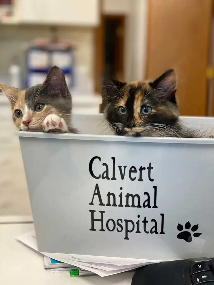 Calvert Animal Hospital