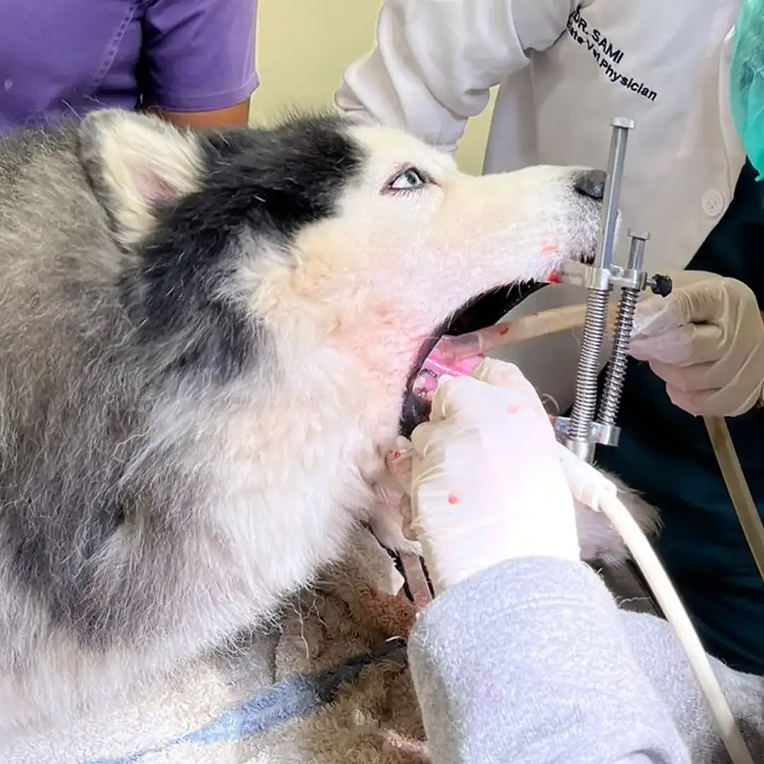 Berkeley Lake Animal Hospital