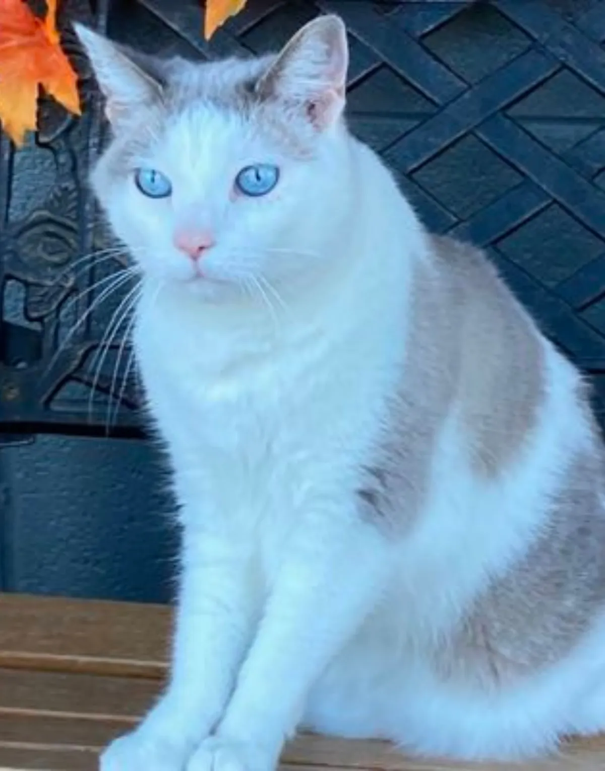 Southside Veterinary Clinic