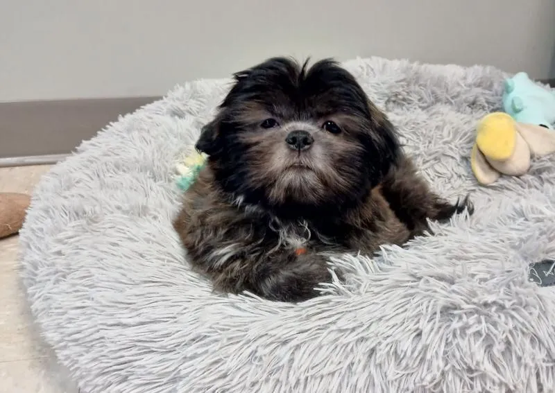 Lucky Pet Animal Hospital