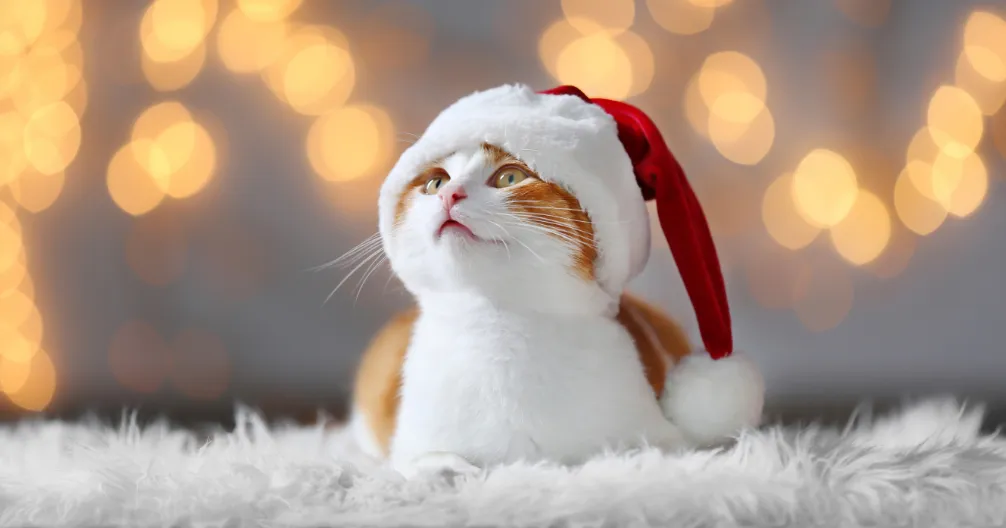 Brunswick Animal Hospital