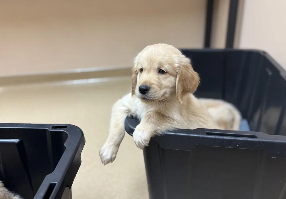 Peavine Animal Hospital