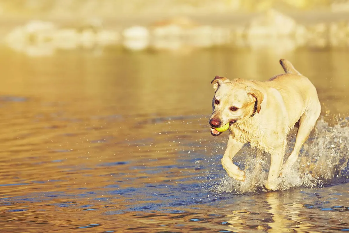 Boyd Lake Veterinary Center