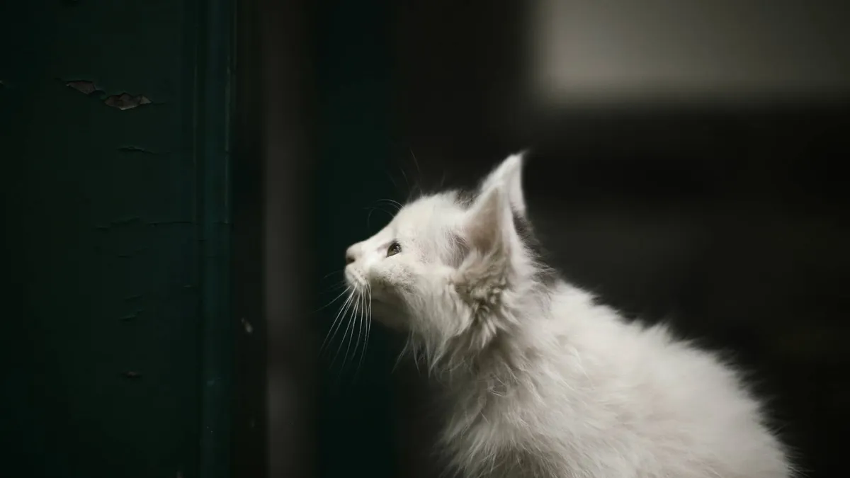 Forest Park Clinic For Cats & Dogs