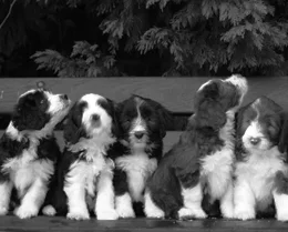 Kleintierpraxis Abel