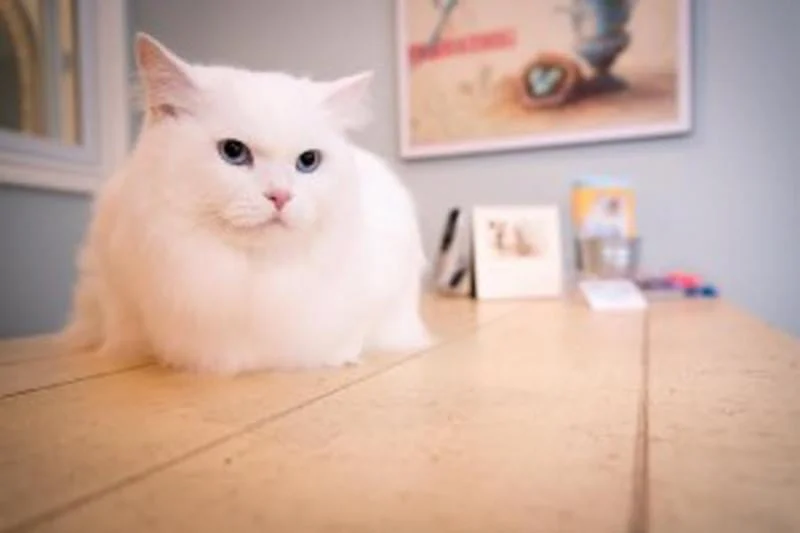 Purrfection Cat & Dog Grooming