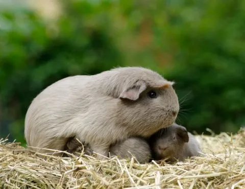 Encino Park Veterinary Clinic