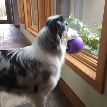 Dairydell Canine Training
