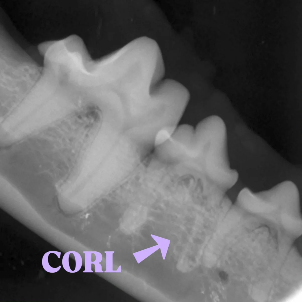 Tierarztpraxis Pattenham