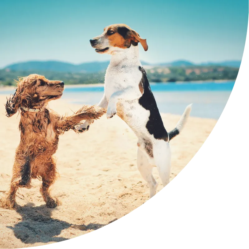 Ocean Breeze Animal Hospital