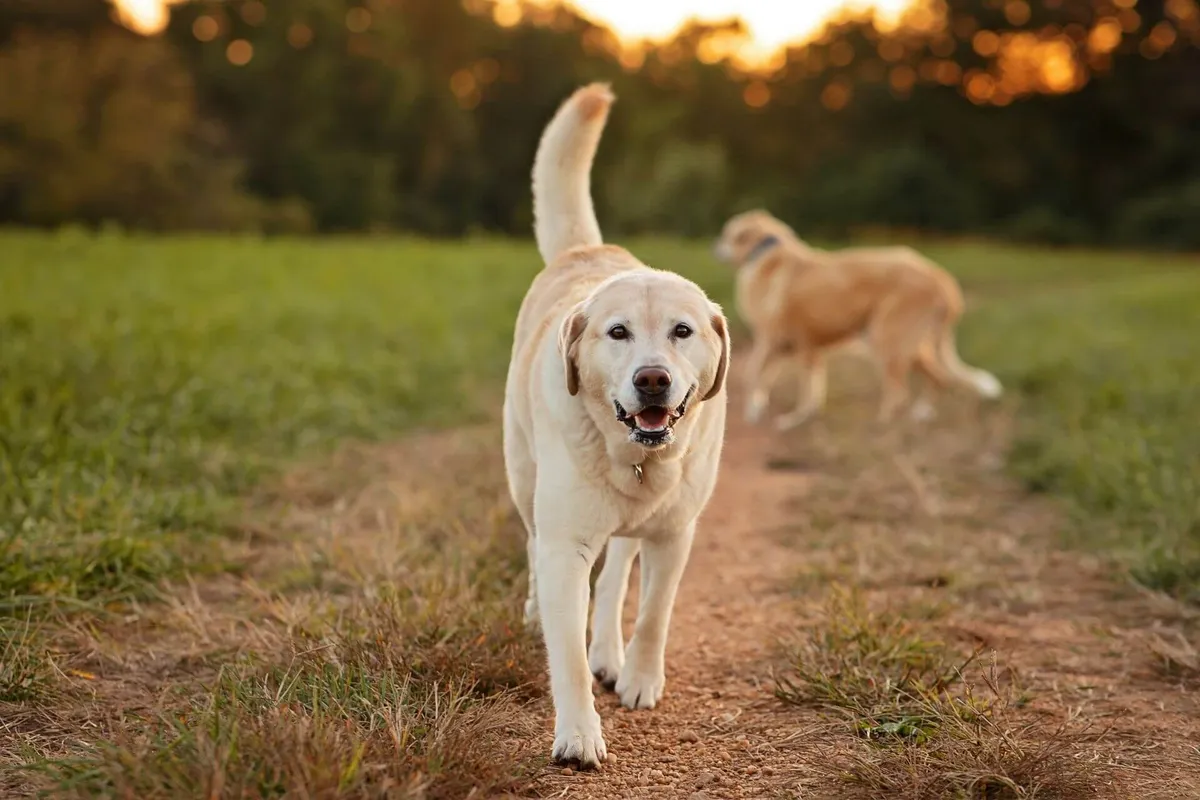 Kennett Square Veterinary Hospital