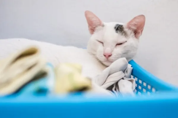 Angel Pets - In-Home Hospice and Euthanasia