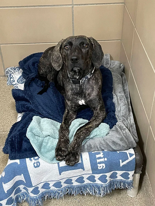 American Humane Education Society